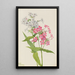 Phlox vivace Phlox paniculata - Mary Vaux Walcott — ingelijst kunstwerk aan de muur