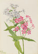 Phlox vivace Phlox paniculata - Mary Vaux Walcott — weergave van het kunstwerk