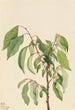 Virginie Diospyros virginiana - Mary Vaux Walcott — weergave van het kunstwerk