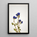 Phacélie de Parry Phacelia parryi - Mary Vaux Walcott — ingelijst kunstwerk aan de muur