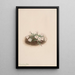 Phlox - Mary Vaux Walcott — ingelijst kunstwerk aan de muur
