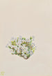 Phlox caespitosa - Mary Vaux Walcott | Reproduction — weergave van het kunstwerk