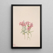 Phlox stansburyi - Mary Vaux Walcott — ingelijst kunstwerk aan de muur