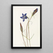 Gentiane des pinèdes Gentiana porphyrio - Mary Vaux Walcott — ingelijst kunstwerk aan de muur