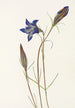 Gentiane des pinèdes Gentiana porphyrio - Mary Vaux Walcott — weergave van het kunstwerk