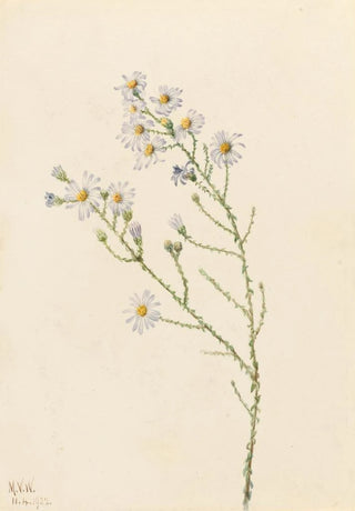 Mary Vaux Walcott - Pineland Aster Aster squarrosus.webp
