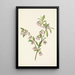 Myrtille des pinèdes Vaccinium tenellum - Mary Vaux Walcott — ingelijst kunstwerk aan de muur