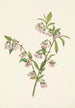 Myrtille des pinèdes Vaccinium tenellum - Mary Vaux Walcott — weergave van het kunstwerk