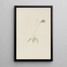 Pinguicula vulgaris - Mary Vaux Walcott — ingelijst kunstwerk aan de muur