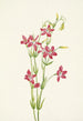Centaurée rose Centaurium venustum - Mary Vaux Walcott — weergave van het kunstwerk