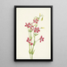 Centaurée rose Centaurium venustum - Mary Vaux Walcott — ingelijst kunstwerk aan de muur