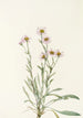 Vergerette rose Erigeron caespitosus - Mary Vaux Walcott — weergave van het kunstwerk