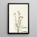 Vergerette rose Erigeron caespitosus - Mary Vaux Walcott — ingelijst kunstwerk aan de muur