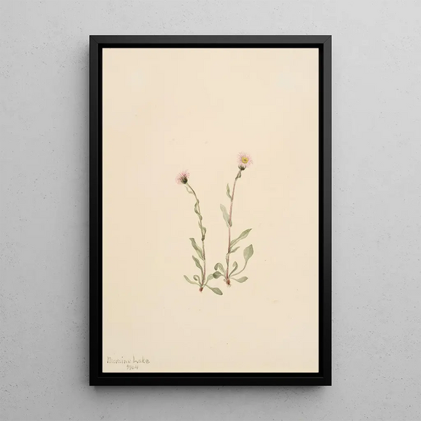 Mary Vaux Walcott - Pink Fleabane Erigeron jucundus.webp