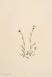 Vergerette rose Erigeron jucundus - Mary Vaux Walcott — weergave van het kunstwerk