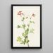 Capnoïde sempervirent rose - Mary Vaux Walcott — ingelijst kunstwerk aan de muur