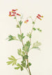 Capnoïde sempervirent rose - Mary Vaux Walcott — weergave van het kunstwerk