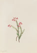 Bruyère rose Phyllodoce empetriformis - Mary Vaux Walcott — weergave van het kunstwerk
