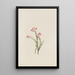 Bruyère rose Phyllodoce empetriformis - Mary Vaux Walcott — ingelijst kunstwerk aan de muur