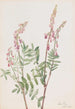 Hedysarum rose Hedysarum americanum - Mary Vaux Walcott — weergave van het kunstwerk
