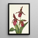 Sabot de Vénus rose Cypripedium acaule - Mary Vaux Walcott — ingelijst kunstwerk aan de muur