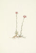 Antennaires roses Antennaria rosea - Mary Vaux Walcott — weergave van het kunstwerk