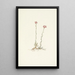 Antennaires roses Antennaria rosea - Mary Vaux Walcott — ingelijst kunstwerk aan de muur