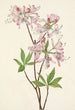 Azalée à coquille rose Azalea vaseyi - Mary Vaux Walcott — weergave van het kunstwerk
