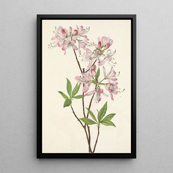 Mary Vaux Walcott - Pinkshell Azalea Azalea vaseyi.webp