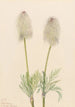 Anémone plume Pulsatilla occidentalis - Mary Vaux Walcott — weergave van het kunstwerk