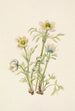 Fleur d'anémone plume Pulsatilla occidentalis - Mary Vaux Walcott — weergave van het kunstwerk