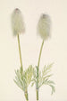 Fruit d'anémone plume Pulsatilla occidentalis - Mary Vaux Walcott — weergave van het kunstwerk