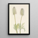 Fruit d'anémone plume Pulsatilla occidentalis - Mary Vaux Walcott — ingelijst kunstwerk aan de muur