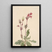 Fumée des prairies Sieversia ciliata - Mary Vaux Walcott — ingelijst kunstwerk aan de muur