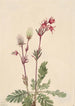 Fumée des prairies Sieversia ciliata - Mary Vaux Walcott — weergave van het kunstwerk