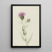 Chardon des prairies Cirsium undulatum - Mary Vaux Walcott — ingelijst kunstwerk aan de muur
