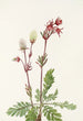 Fumée des prairies Sieversia ciliata - Mary Vaux Walcott — weergave van het kunstwerk