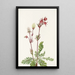 Fumée des prairies Sieversia ciliata - Mary Vaux Walcott — ingelijst kunstwerk aan de muur