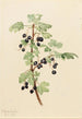 Groseille épineuse Ribes lacustre - Mary Vaux Walcott — weergave van het kunstwerk