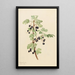 Groseille épineuse Ribes lacustre - Mary Vaux Walcott — ingelijst kunstwerk aan de muur