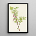 Fleur de groseille épineuse Ribes lacustre - Mary Vaux Walcott — ingelijst kunstwerk aan de muur
