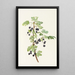 Fruit de groseille épineuse Ribes lacustre - Mary Vaux Walcott — ingelijst kunstwerk aan de muur