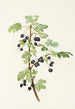 Fruit de groseille épineuse Ribes lacustre - Mary Vaux Walcott — weergave van het kunstwerk