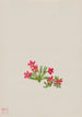 Primevère Primula angustifolia - Mary Vaux Walcott — weergave van het kunstwerk