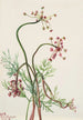 Pseudocymopterus montanus - Mary Vaux Walcott — weergave van het kunstwerk