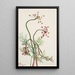 Pseudocymopterus montanus - Mary Vaux Walcott — ingelijst kunstwerk aan de muur