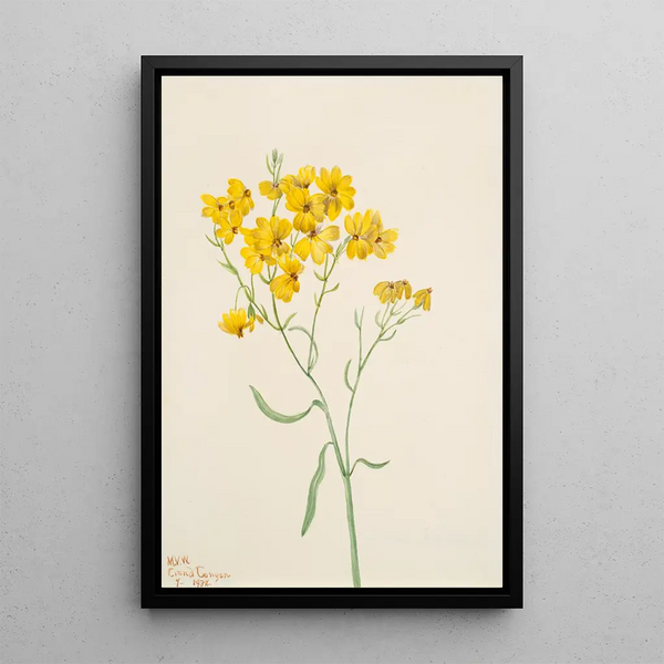 Mary Vaux Walcott - Psilostrophe sparsiflora.webp