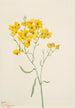 Psilostrophe sparsiflora - Mary Vaux Walcott — weergave van het kunstwerk