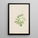 Puccoon Lithospermum ruderale - Mary Vaux Walcott — ingelijst kunstwerk aan de muur