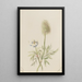 Pulsatilla occidentalis - Mary Vaux Walcott — ingelijst kunstwerk aan de muur